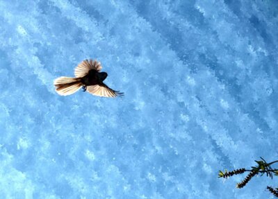 fantail sky