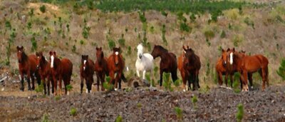 forest horses