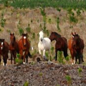 forest horses