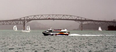 auckharbourmisty frog