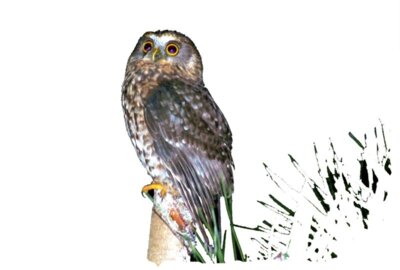 a morepork1